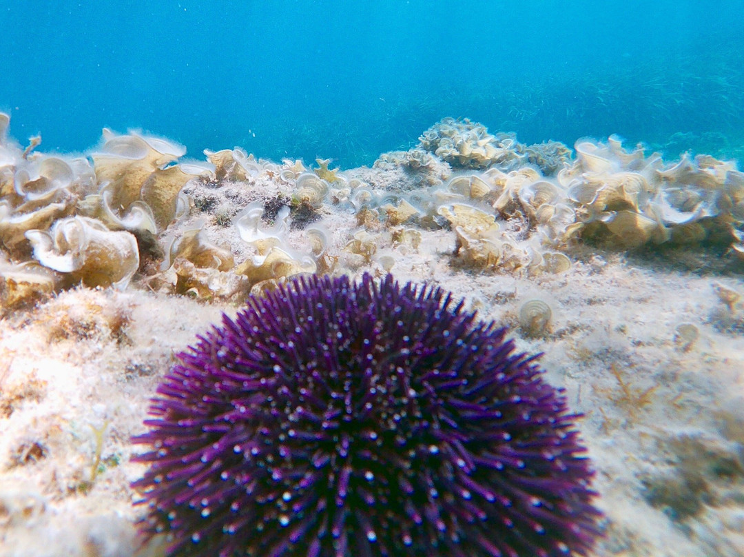 Centro Nautico Formentera景点图片