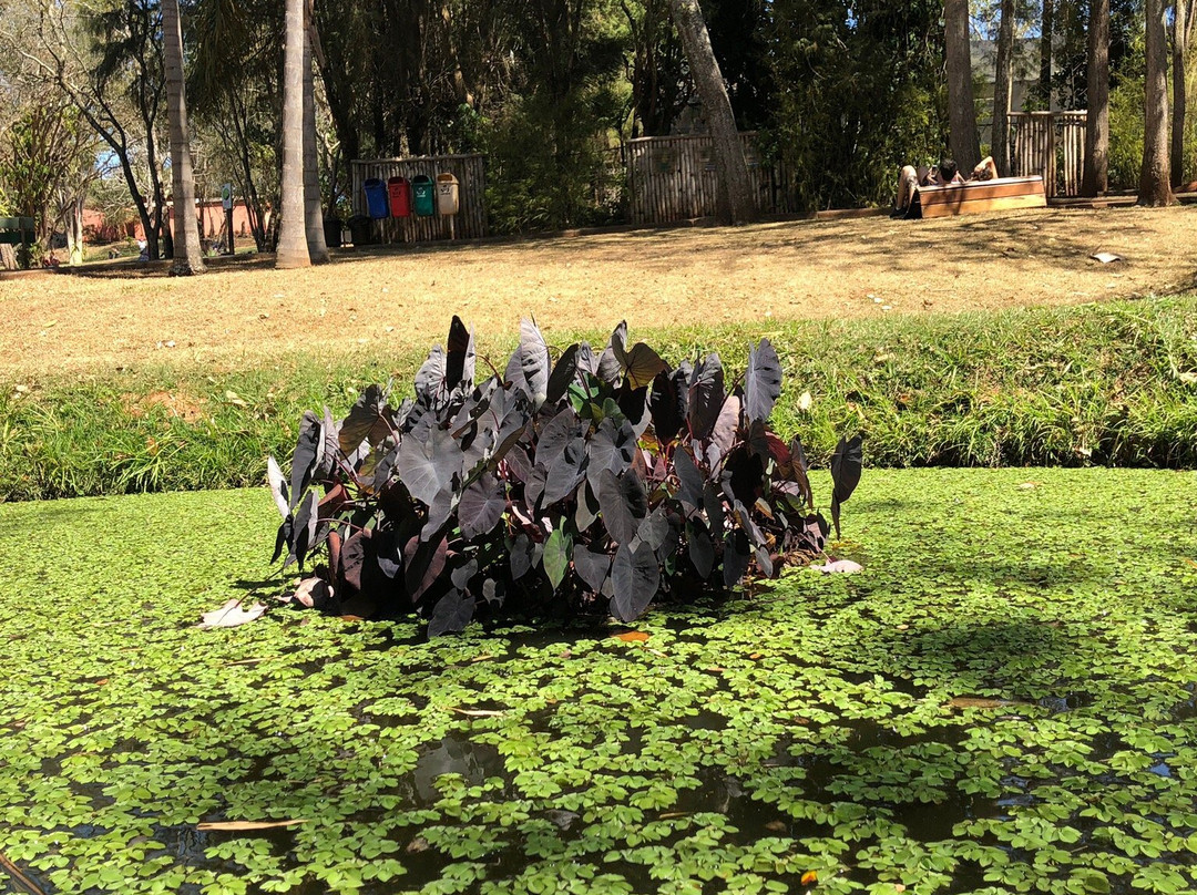 Municipal Botanical Garden of Bauru景点图片