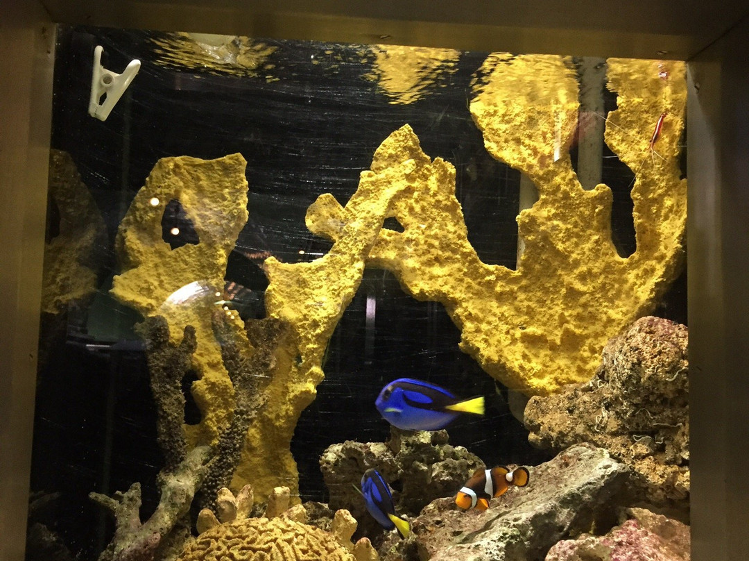 Belle Isle Aquarium-底特律必去景点