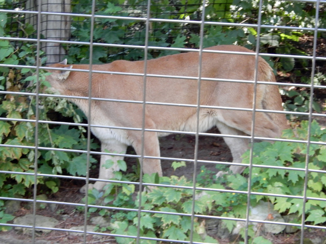 New York State Zoo at Thompson Park-Watertown必去景点