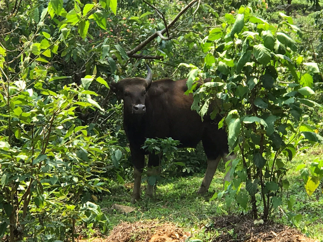 Indira Gandhi Wildlife Sanctuary and National Park景点图片