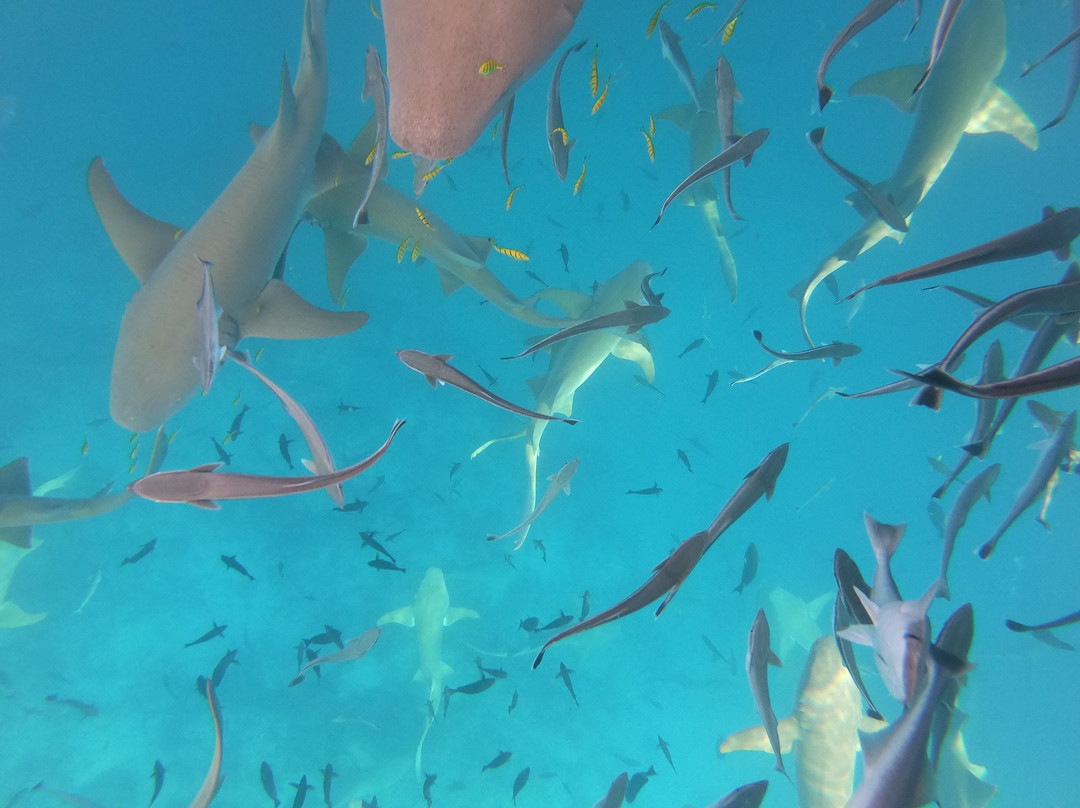 棕榈海滩度假村主图