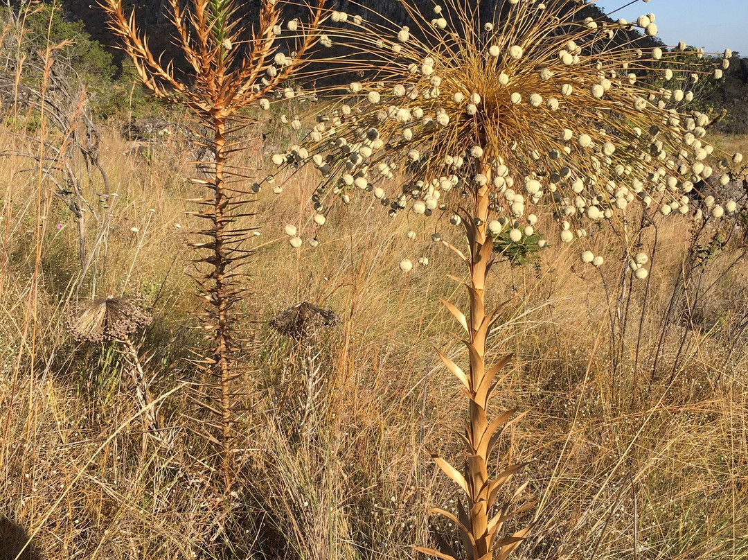 Parque Estadual da Serra dos Pireneus-Pirenopolis必去景点