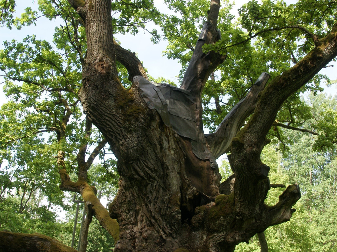 Stelmuze Oak Tree-Stelmuze必去景点
