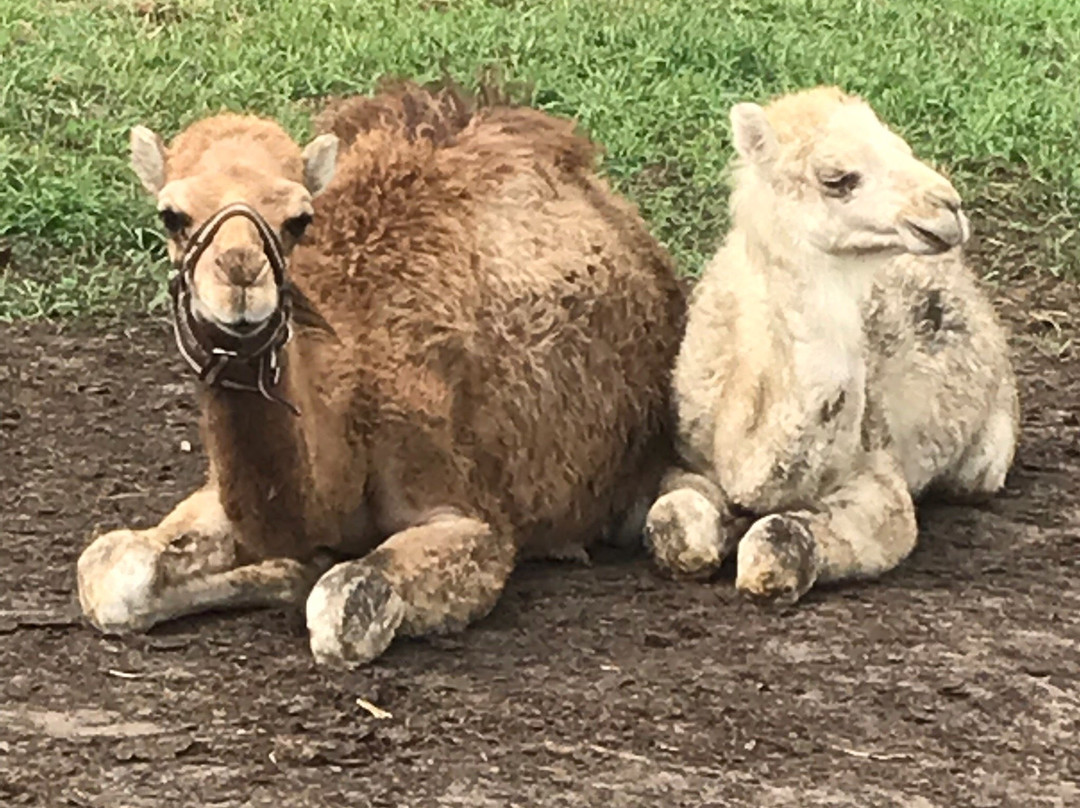 Camel Dairy Smits-Berlicum必去景点
