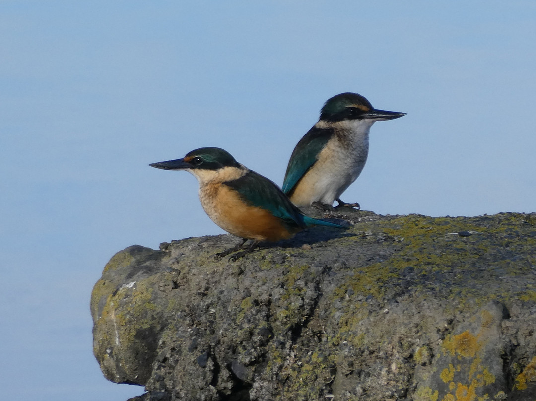 Panmure Basin-Panmure必去景点