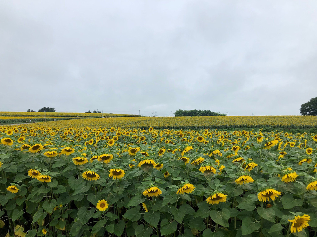 Sunflower Hill-大崎市必去景点