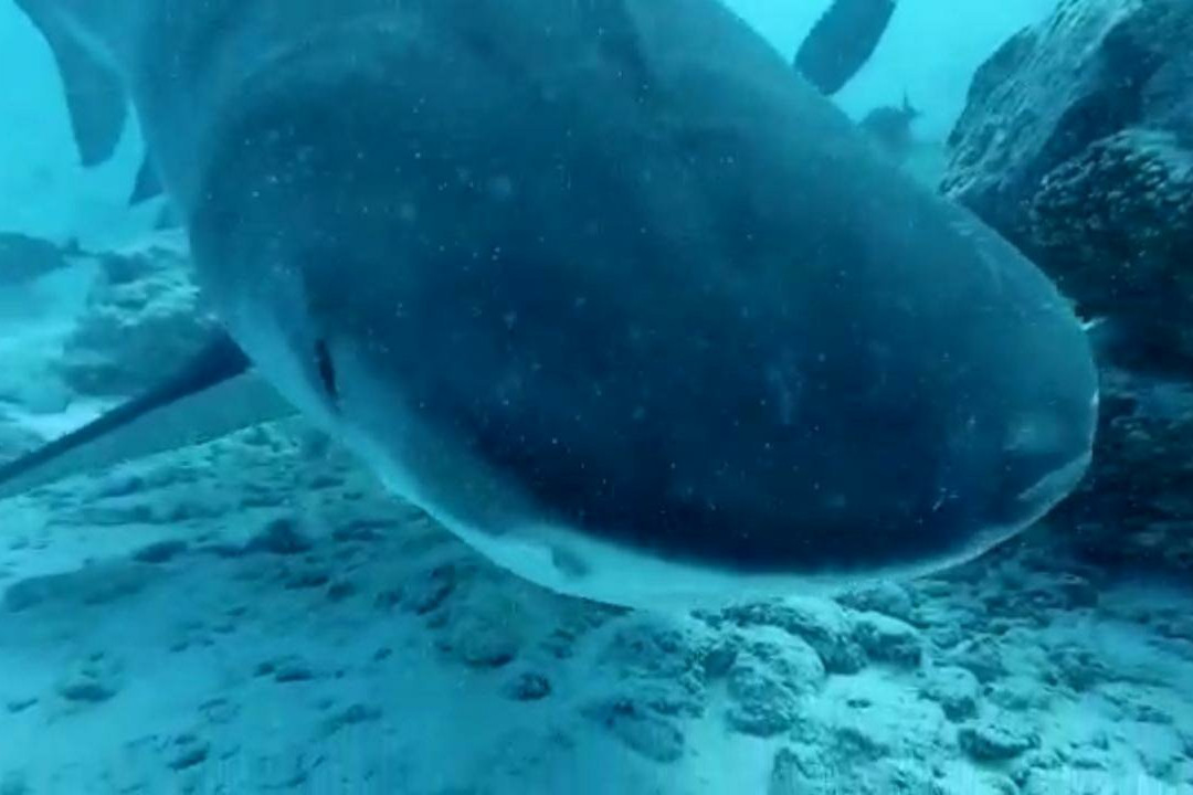 Vieni Qua Grand主图