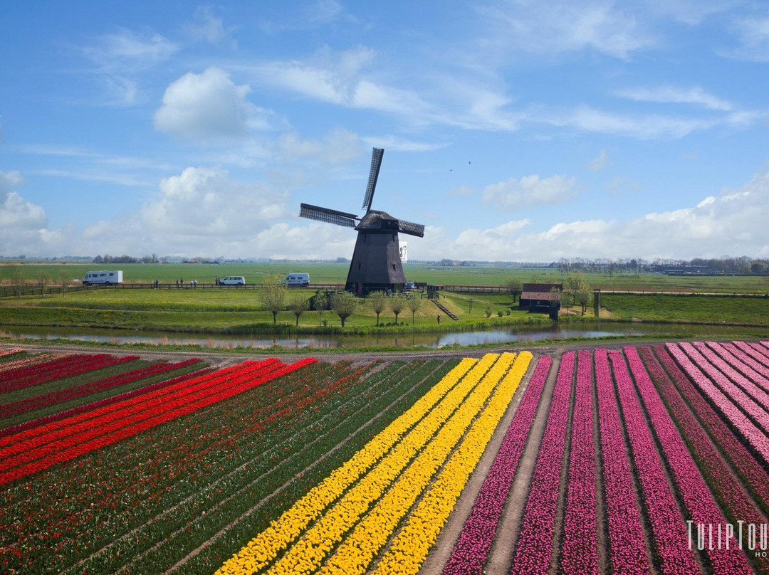 Tulip Tours Holland景点图片