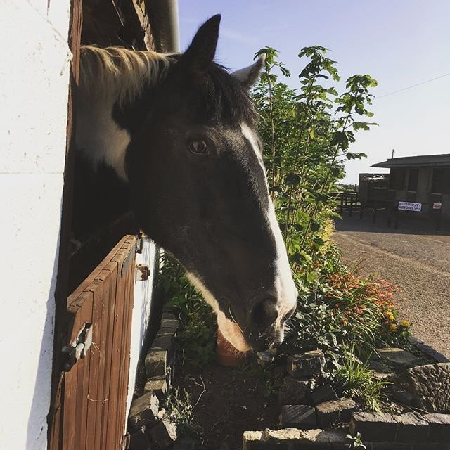 Murton Equestrian Centre-纽卡斯尔必去景点