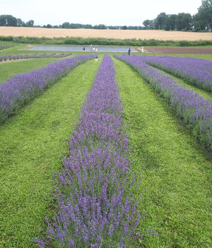 Apple Hill Lavender景点图片