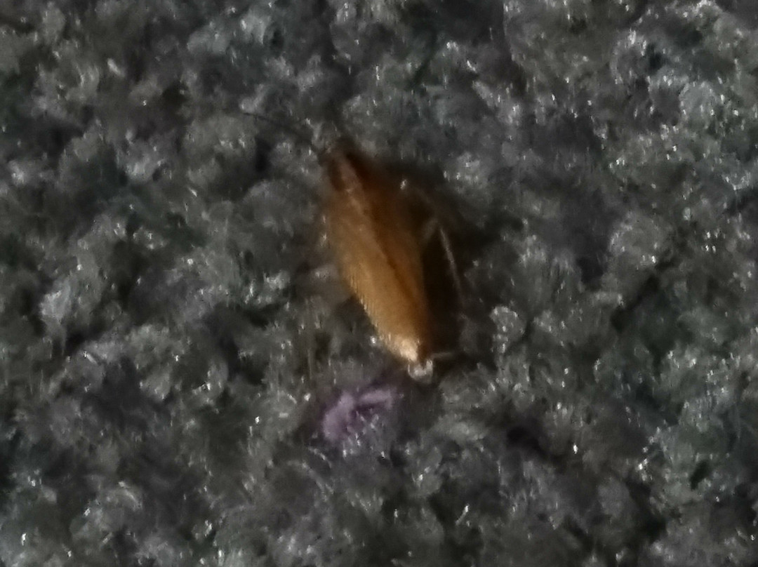 Fairmont Motor Lodge主图