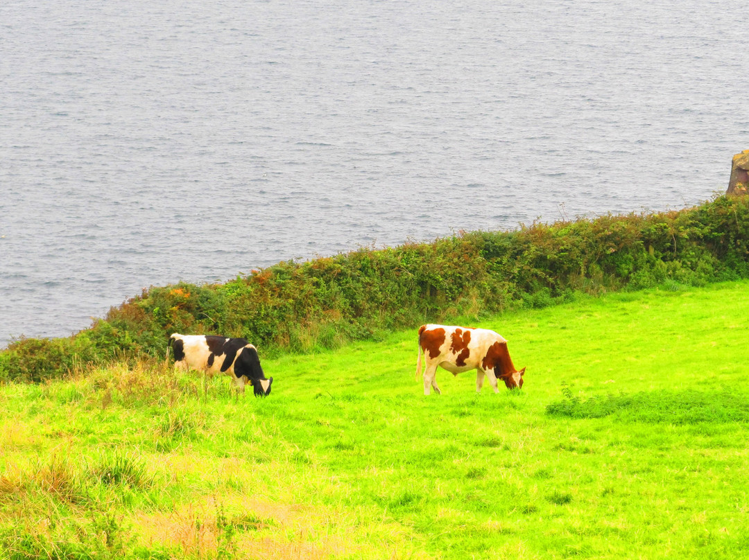 Welsh Dragon Tours-卡那封必去景点