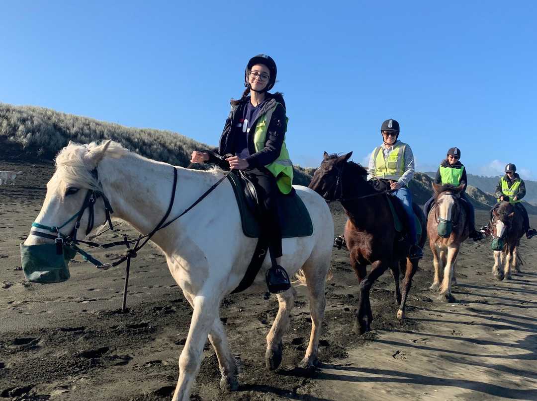 Muriwai Beach Horse Treks景点图片