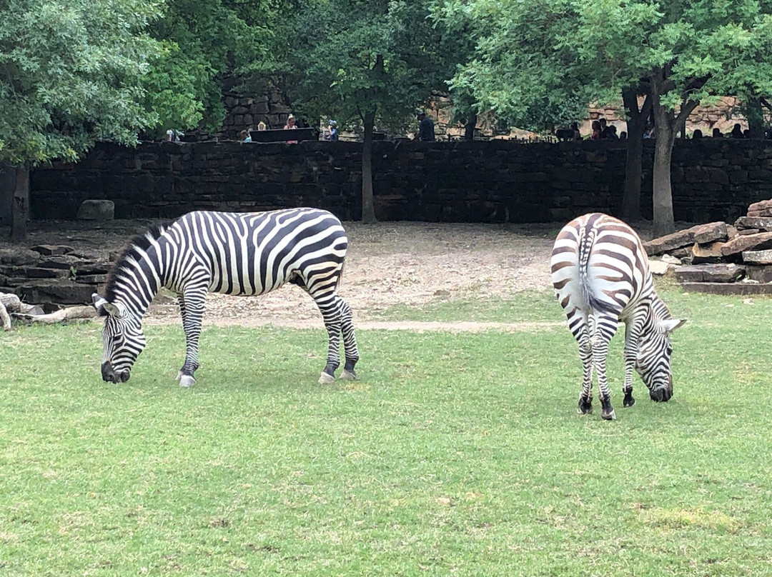 Fort Worth Zoo景点图片