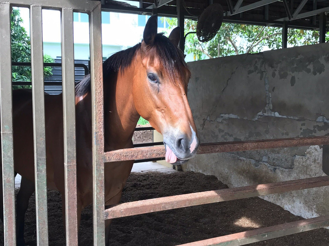 Sabandar Cowboy Town-斗亚兰必去景点