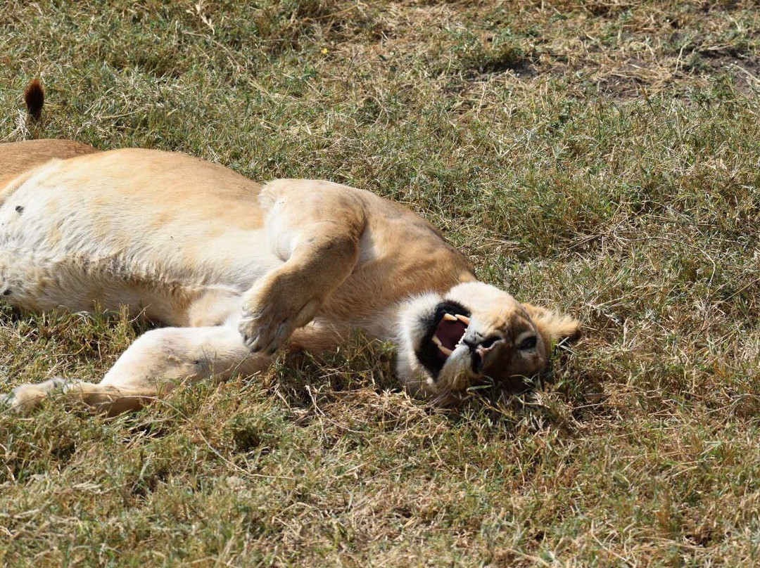 Kenya Walking Survivors Safaries景点图片