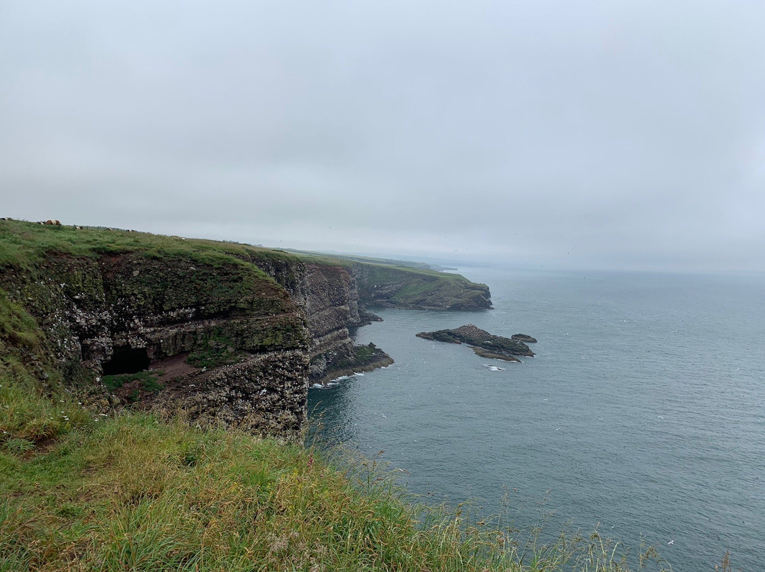 RSPB Fowlsheugh景点图片