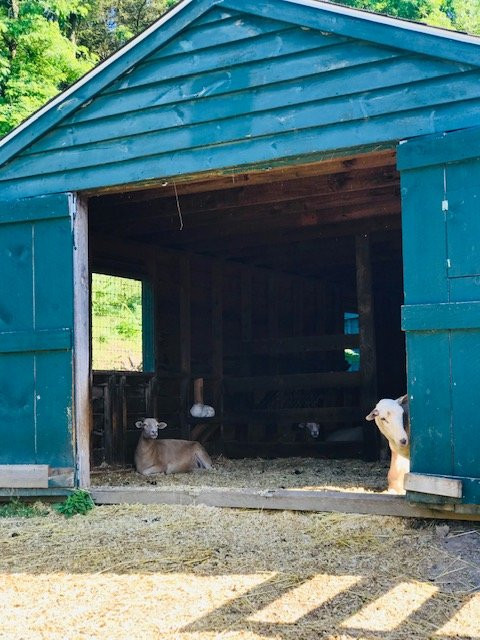 Catskill Animal Sanctuary主图