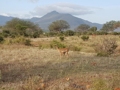 Paul Safaris-蒙巴萨必去景点