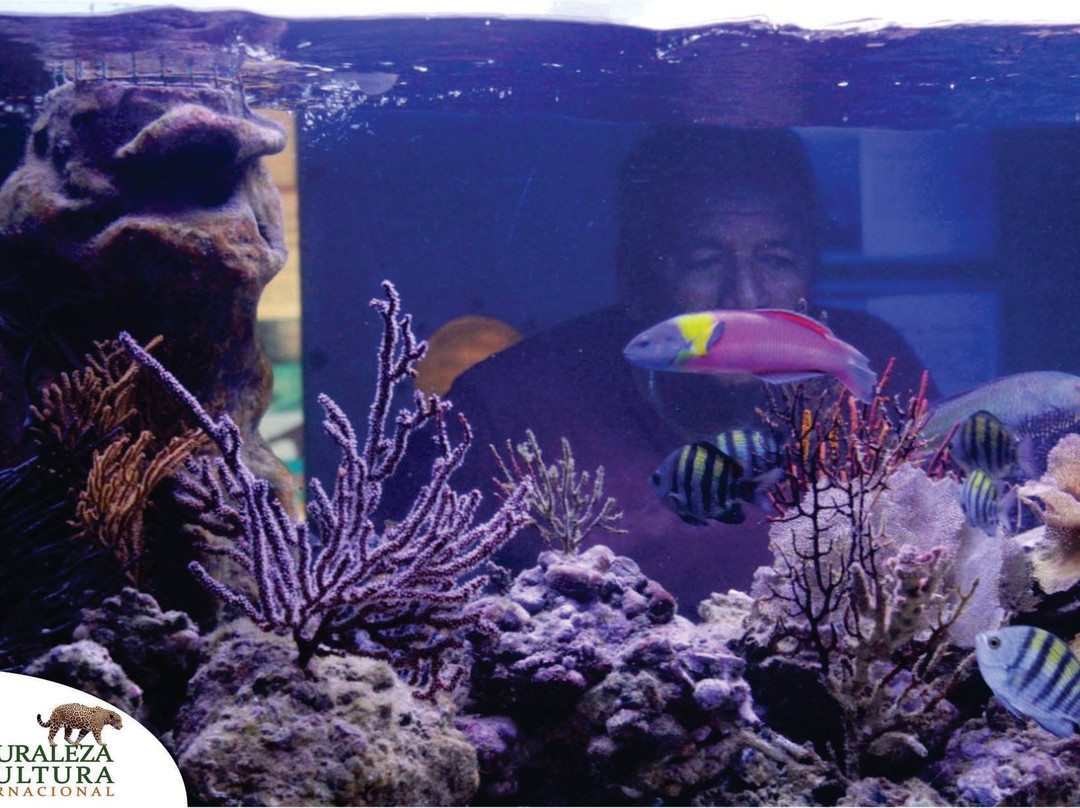 Acuario Mundo Hippocampus-Organos必去景点