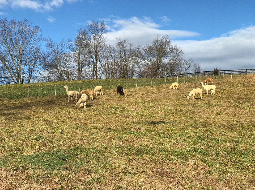 Dreamland Alpacas LLC-Meadowview必去景点