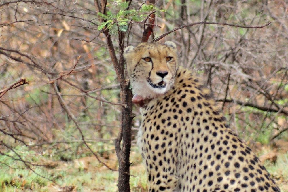Heart of the Wild Tours & Safaris景点图片