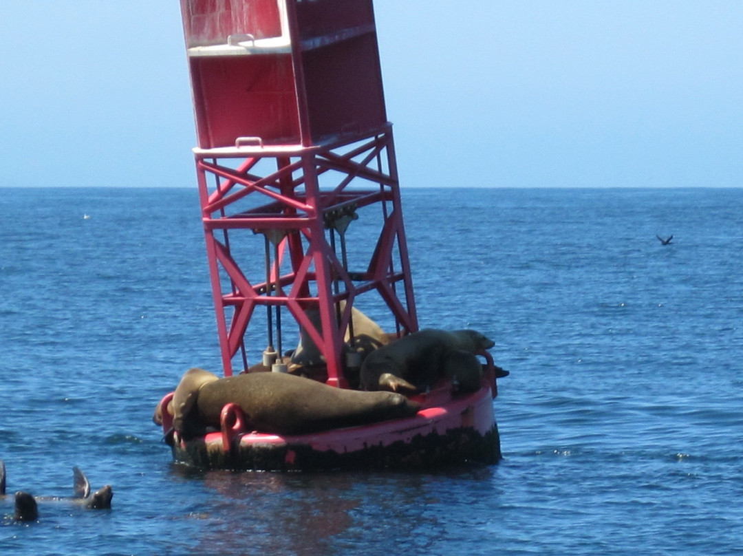 Redondo Beach Whale Watch景点图片