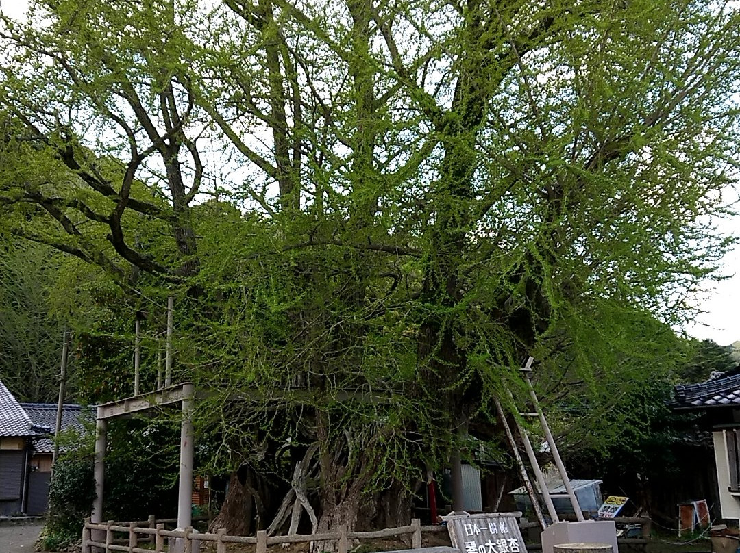 Kinno Big Ginkgo Tree景点图片