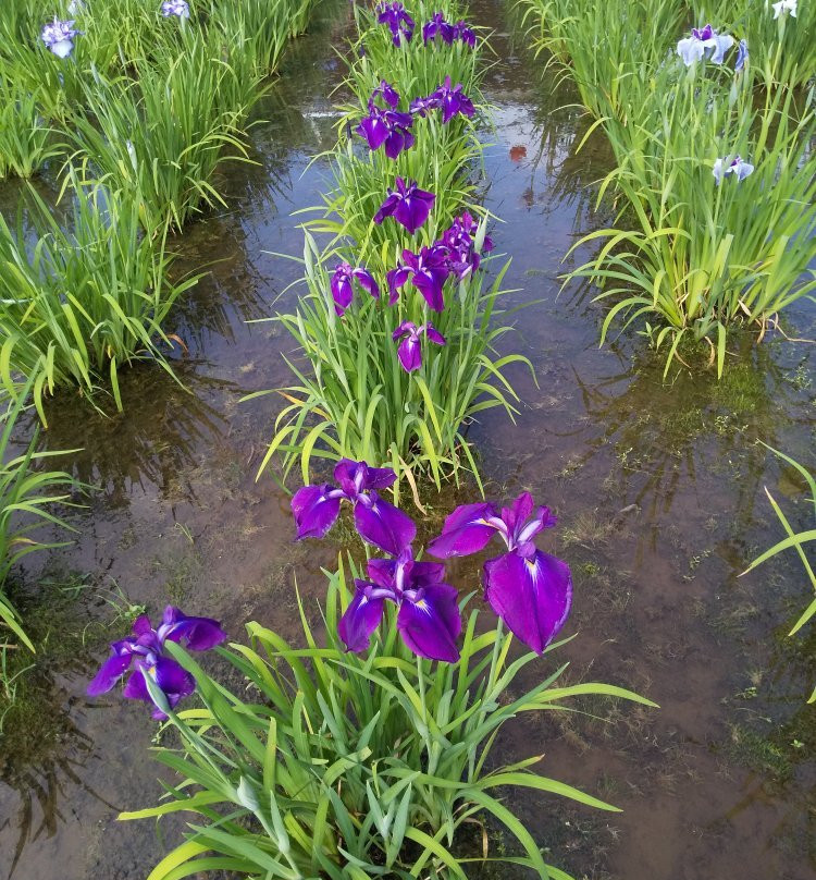 Higashimurayama Shobu Matsuri-东村山市必去景点