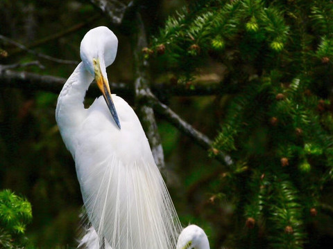 白鹭公园-三亚市必去景点