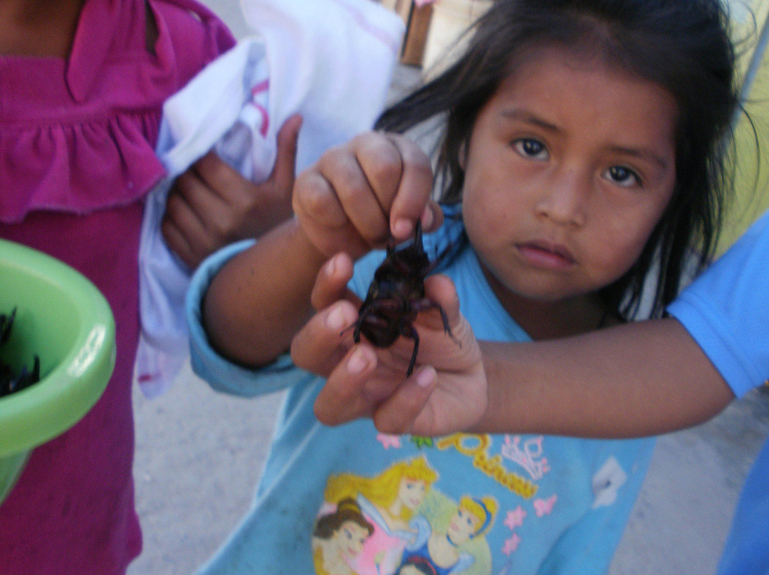 Ruta del Cafe Villa Rica-Villa Rica必去景点