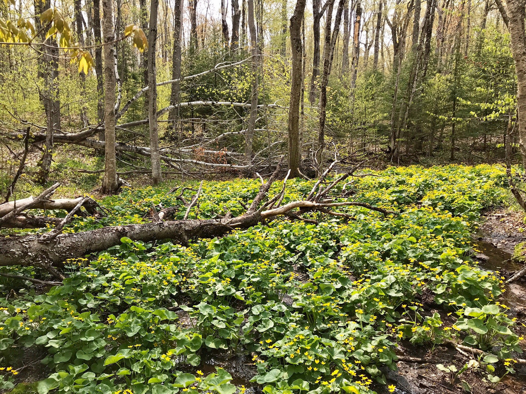 Chapel Falls-缪尼辛必去景点