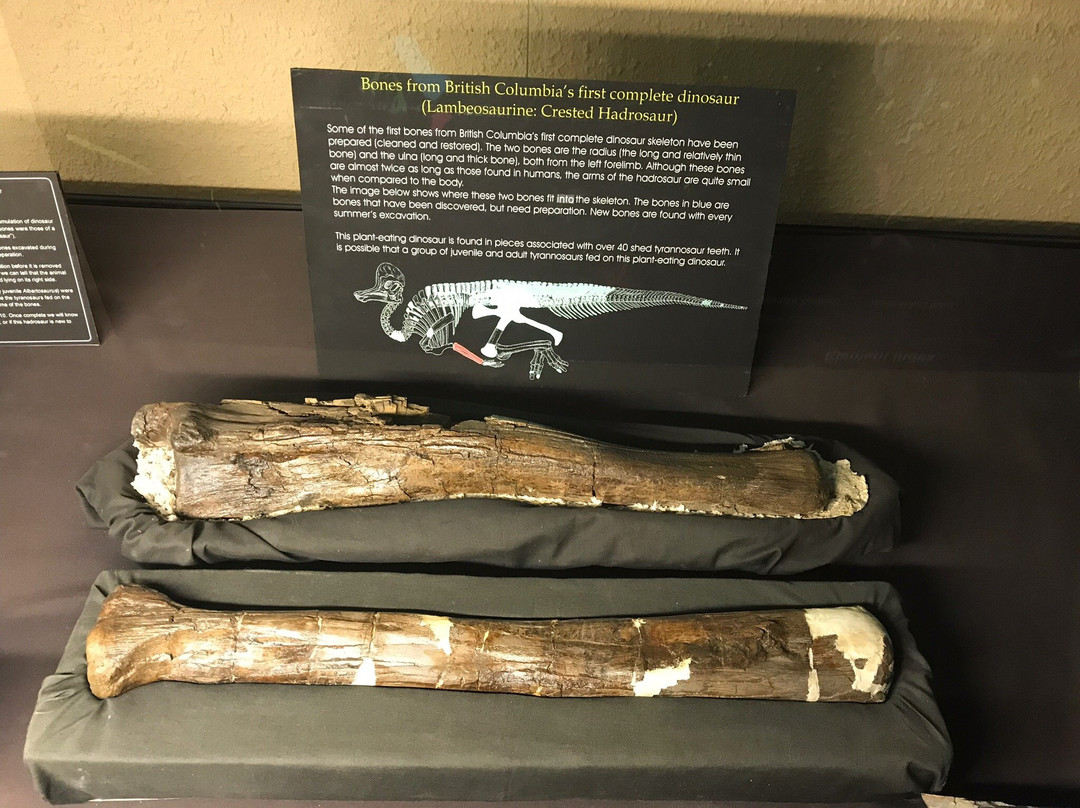 Tumbler Ridge Museum-Tumbler Ridge必去景点