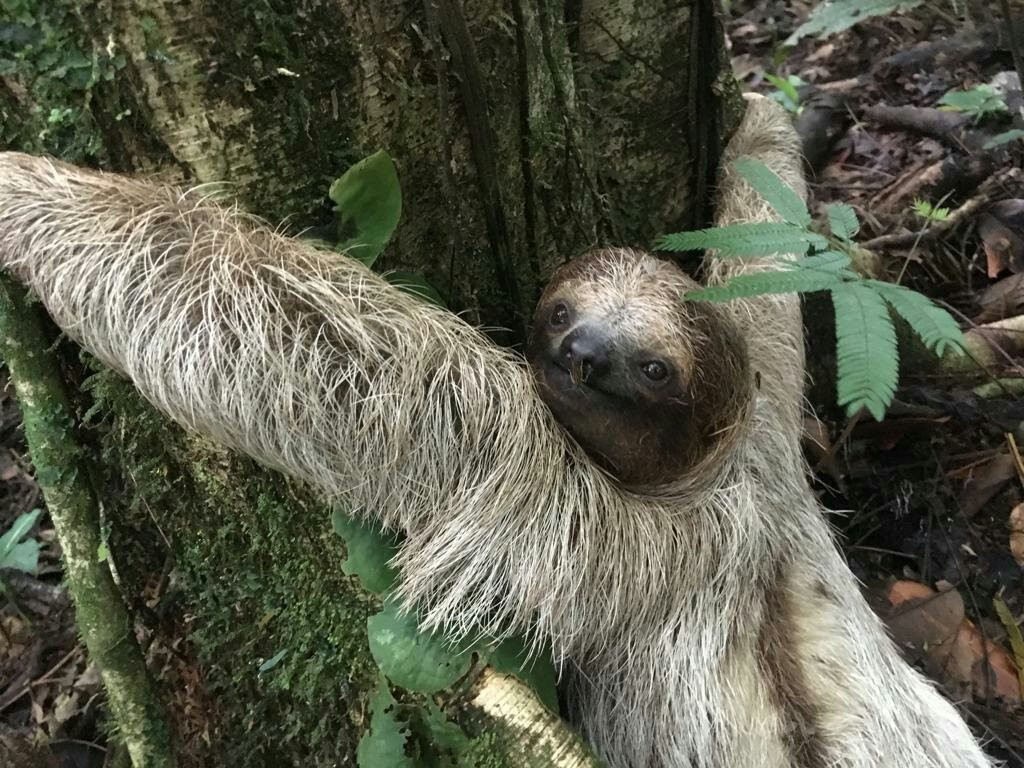 Arenal Sanctuary Reserve景点图片