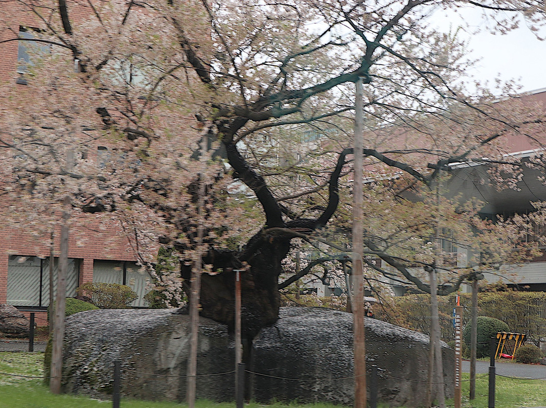 Rock-breaking Cherry Tree景点图片