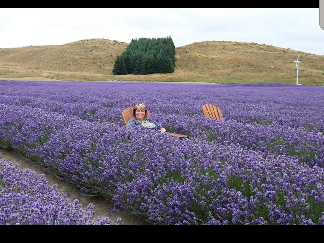 New Zealand Alpine Lavender Farm景点图片