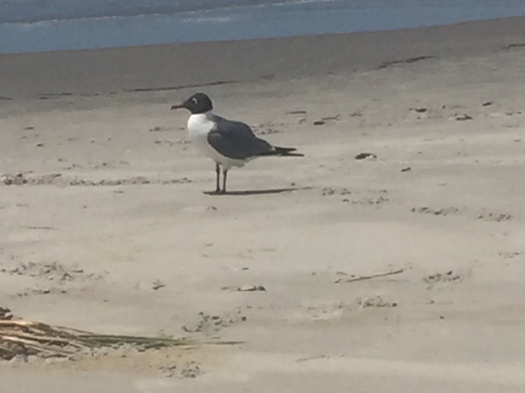 Sullivan's Island Beach景点图片