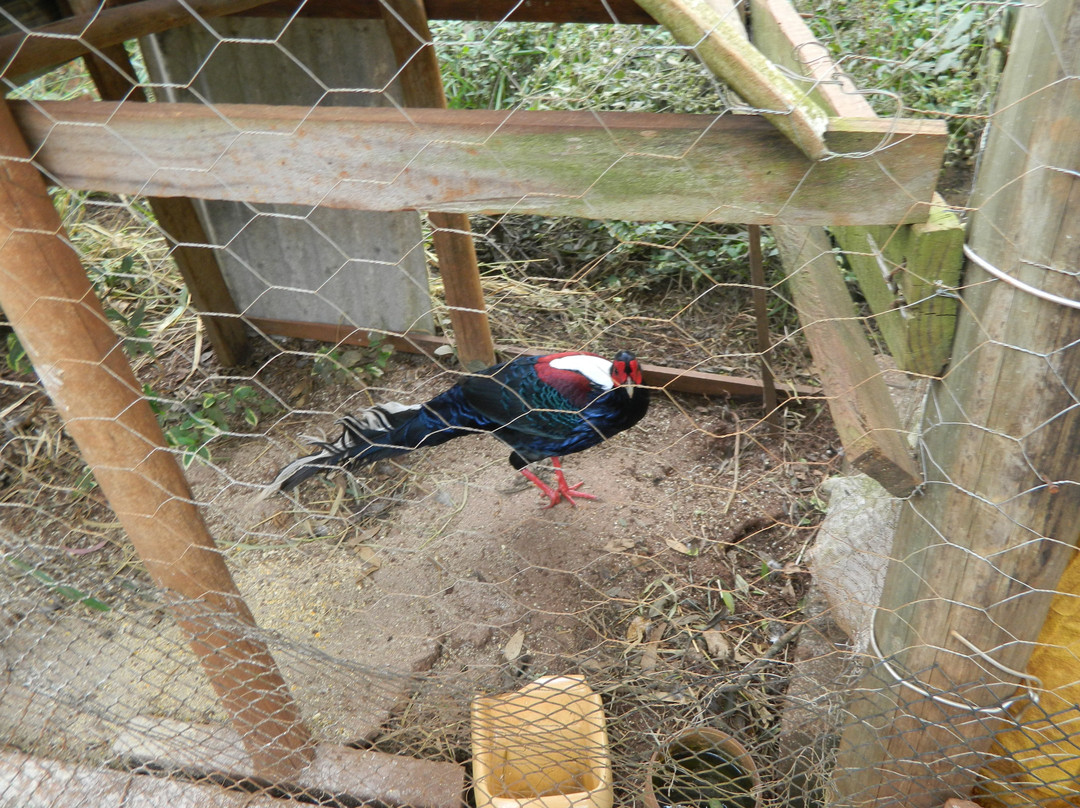 Escorregador Waterfall-Brotas必去景点