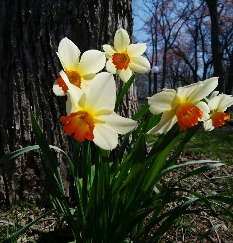 Kabutonuma Park-丰富町必去景点