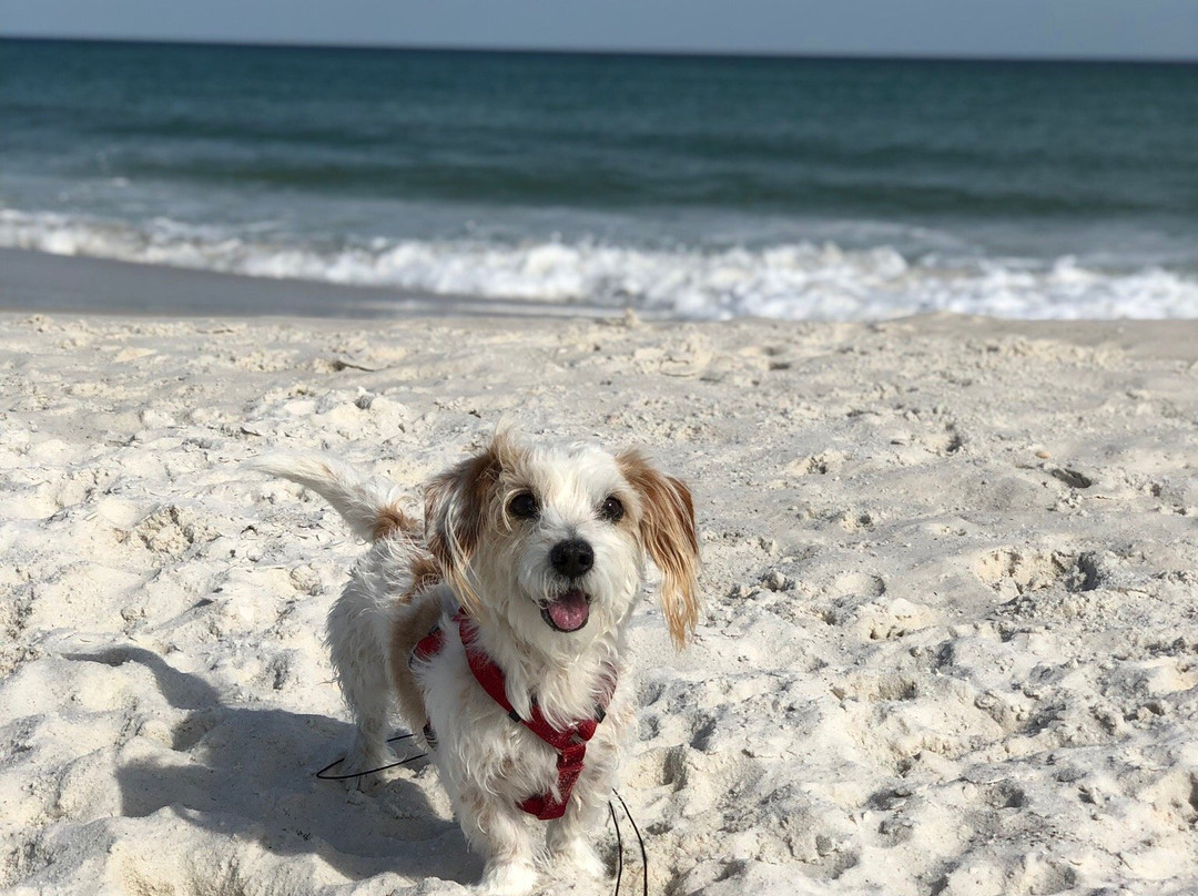 Pensacola Beach East Dog Park景点图片