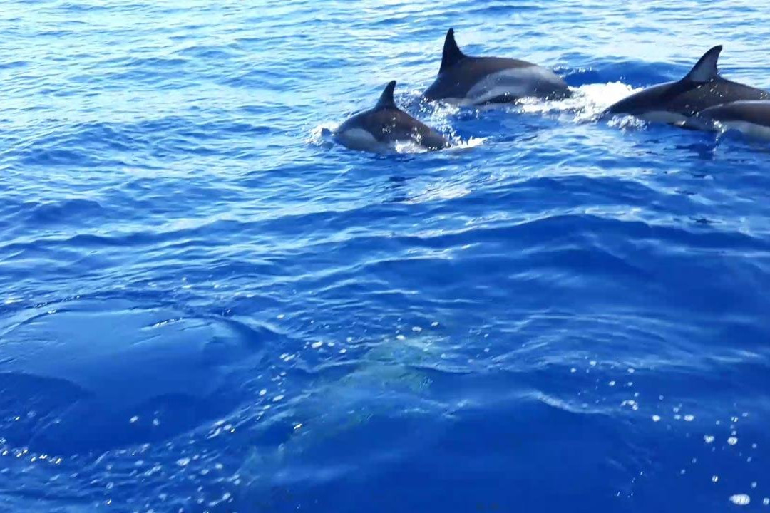 The Ocean Treasures-Porto Formoso必去景点
