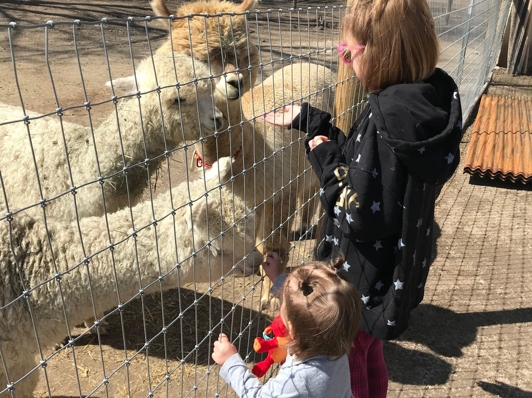 Sopris Alpaca Farm & Boutique-Silt必去景点