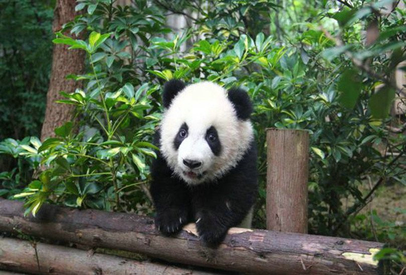 卧龙中华大熊猫苑神树坪基地景点图片