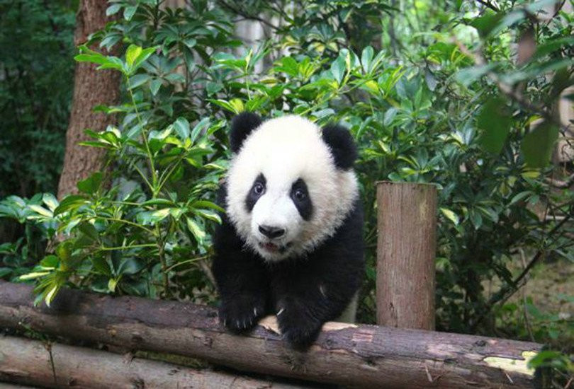 卧龙中华大熊猫苑神树坪基地