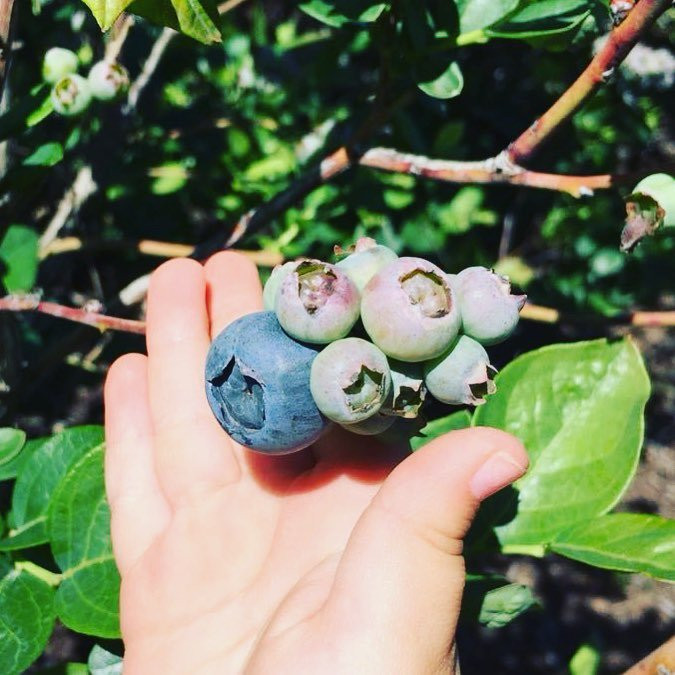 Shady Oak Farm-莱克兰必去景点