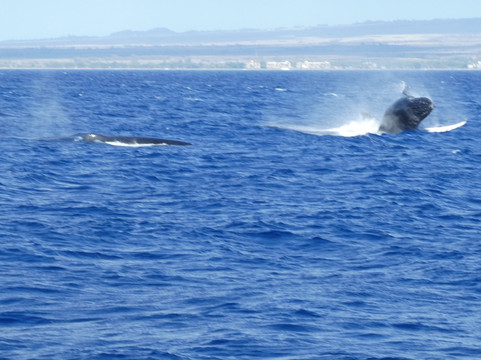 Boss Frog's Dive & Surf - Ma'alaea Harbor Shops-怀露库必去景点