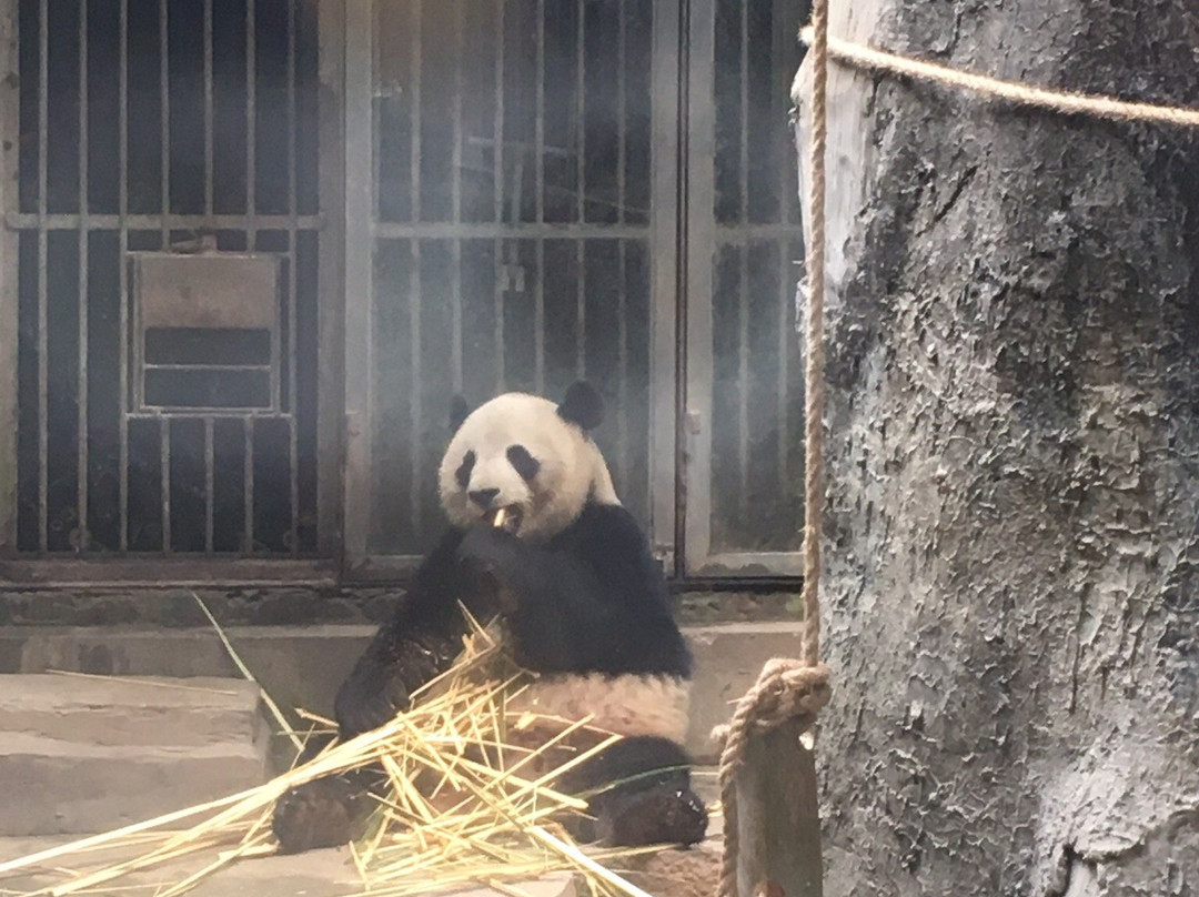 熊猫世界景点图片