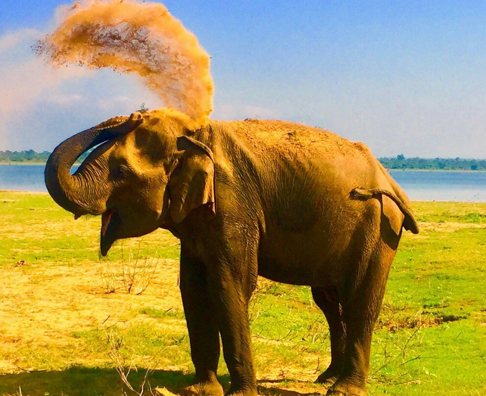 Sihilro Regency主图