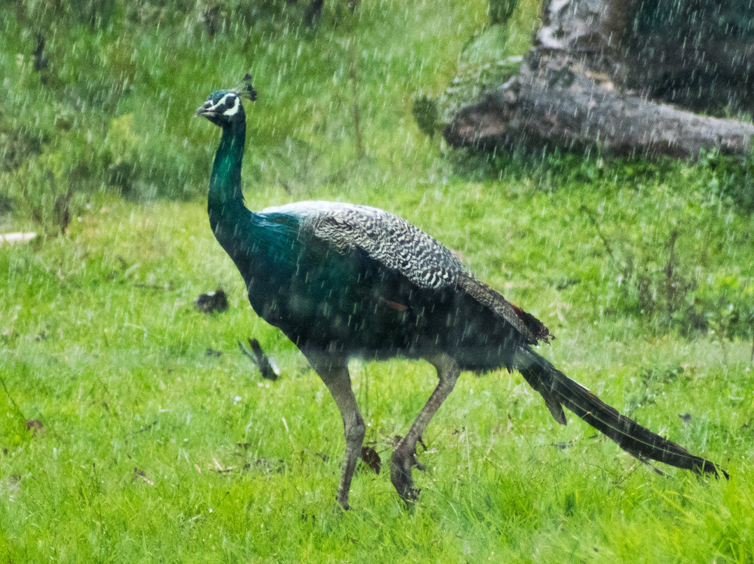 Secret Ivory Farm & Guest House主图